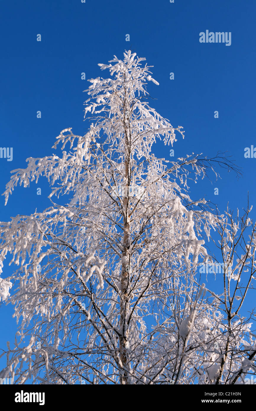 tree in the snow against the blue sky Stock Photo - Alamy