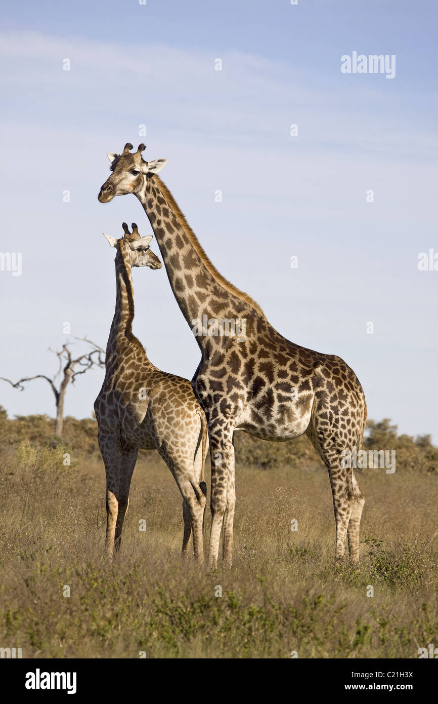 Giraffe africa african animal hi-res stock photography and images - Alamy