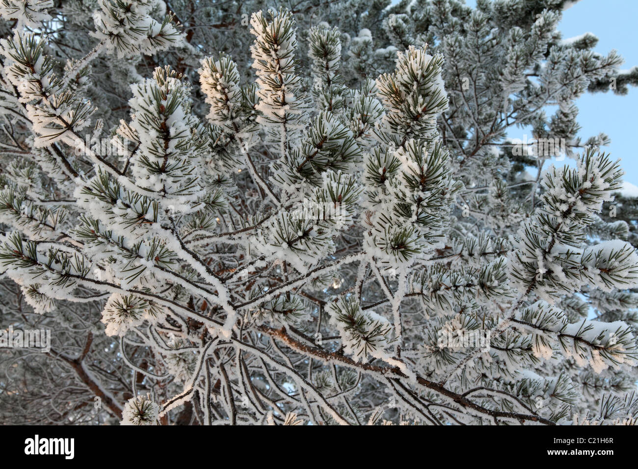 branches of pine trees in the snow against the blue sky Stock Photo - Alamy