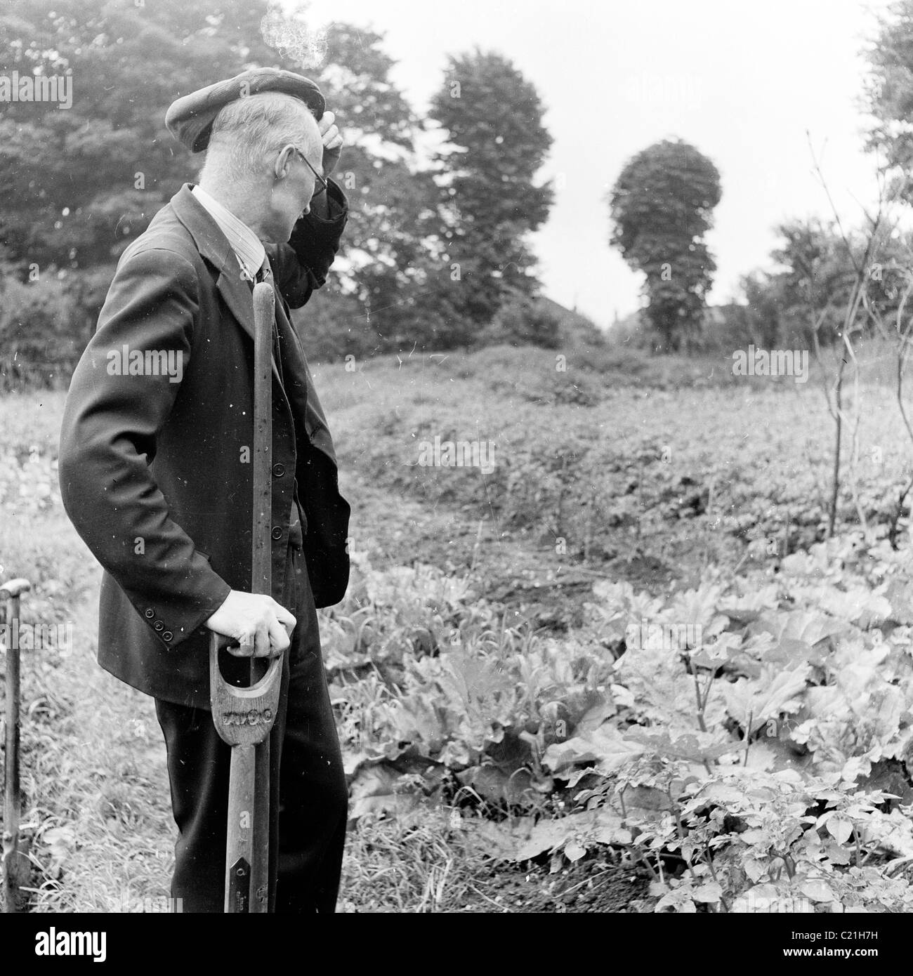 1950s, England. Elderly man scratches his head at his allotment in this historical picture from J Allan Cash. Stock Photo