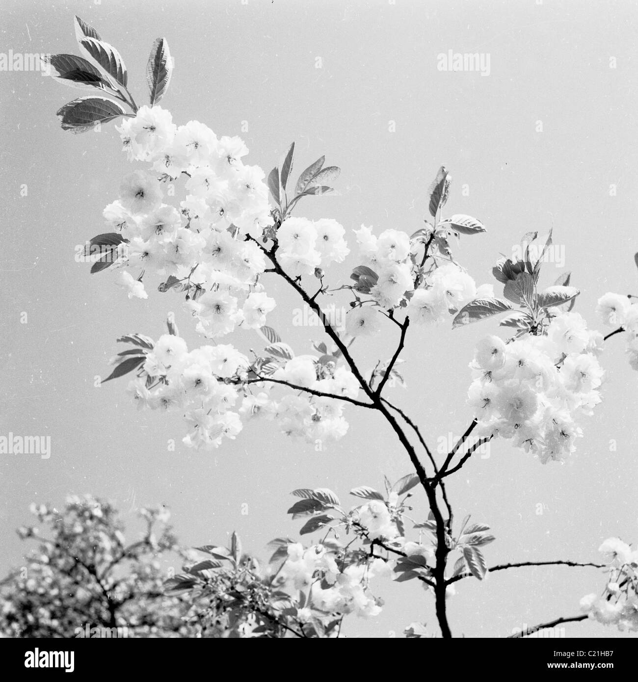 1950s, flower. A Cherry Blossom in bloom Stock Photo Alamy