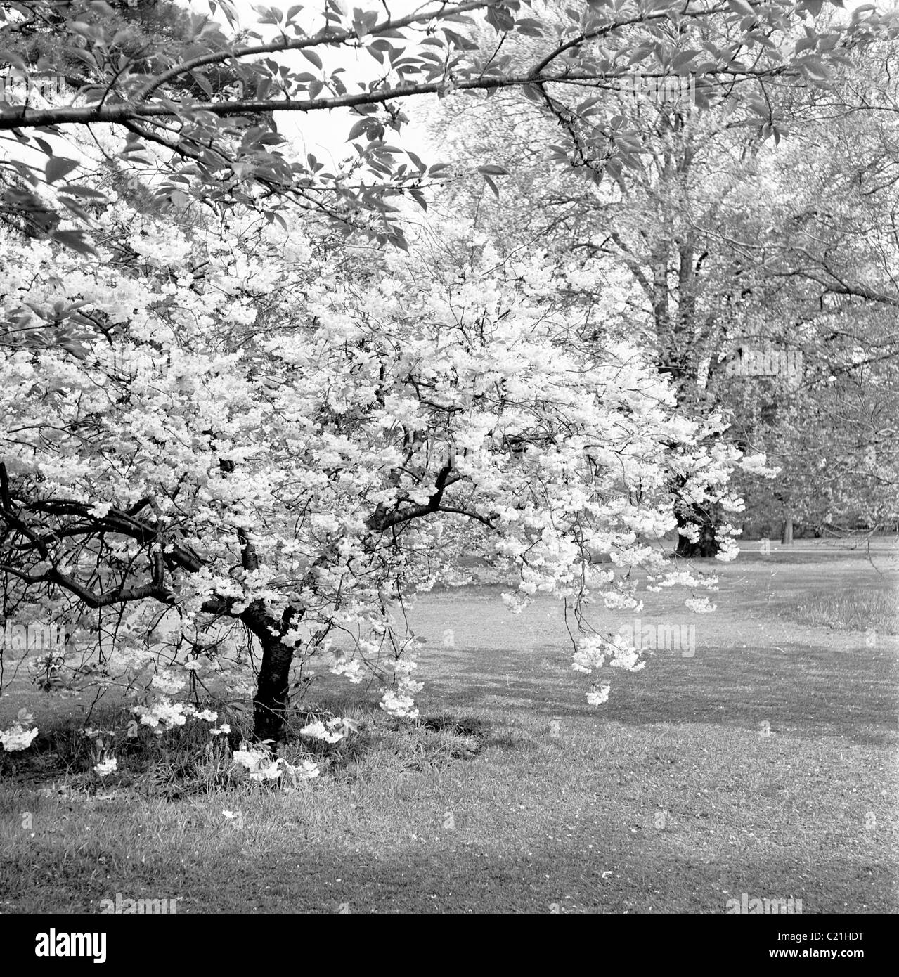 1950s, England. Cherry tree in park. Stock Photo