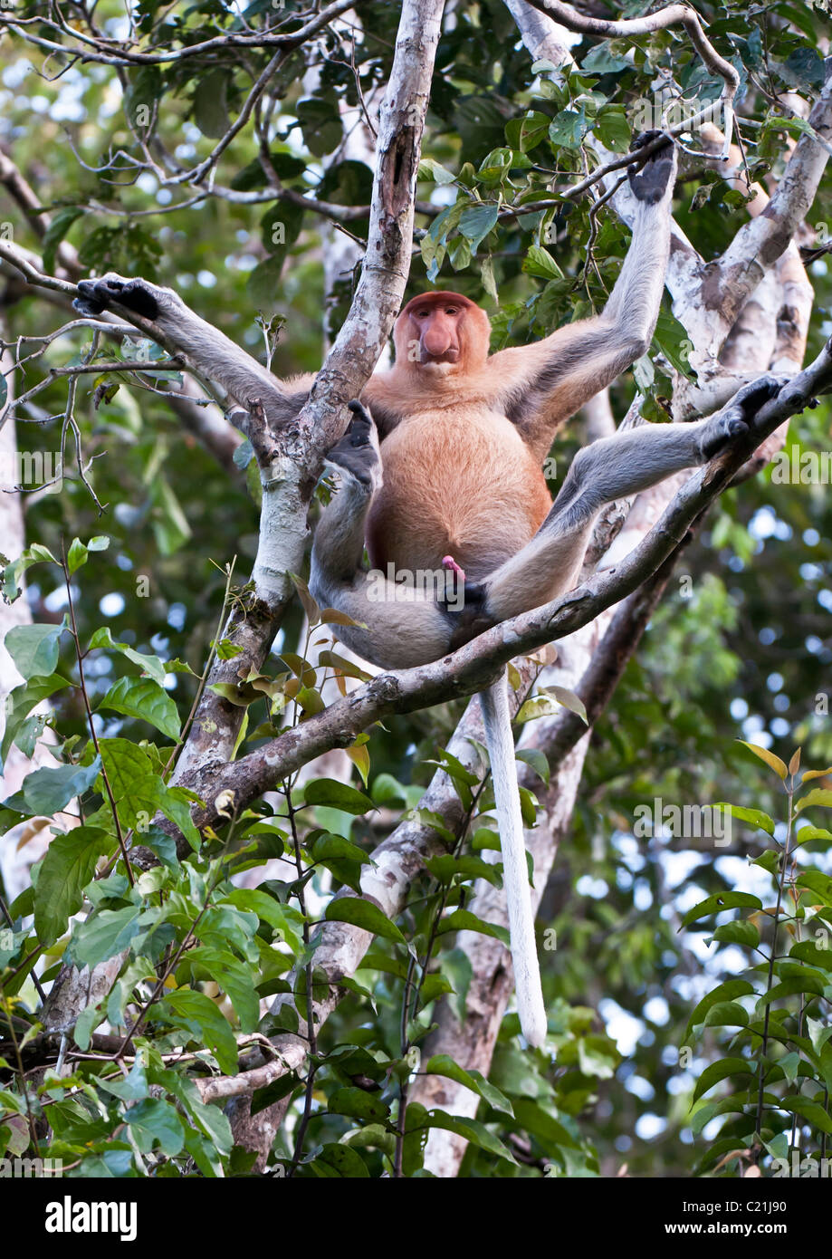 The Alpha male, Proboscis monkey on the banks of the Kinabatangan River ...