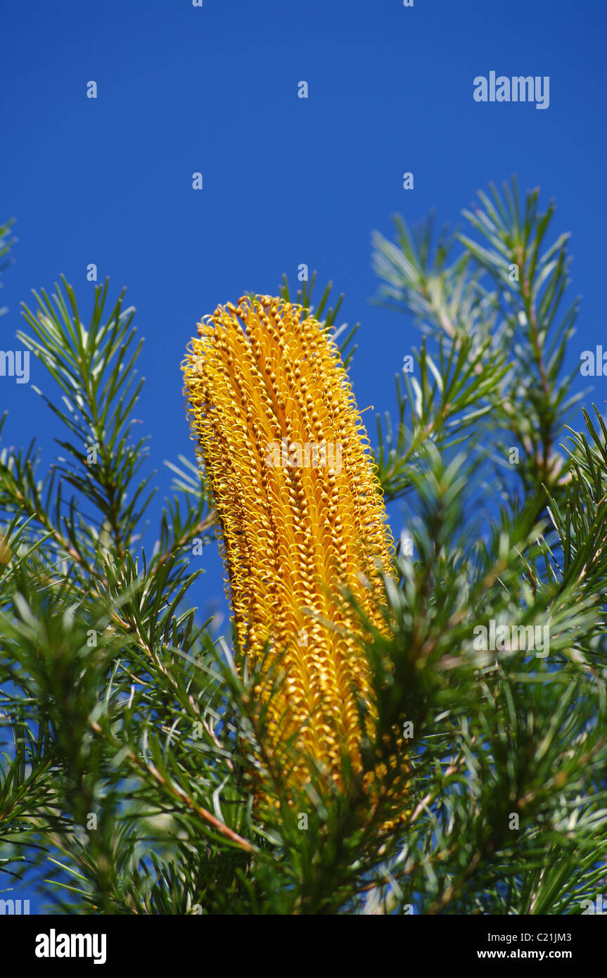 banksia flower tall yellow Stock Photo
