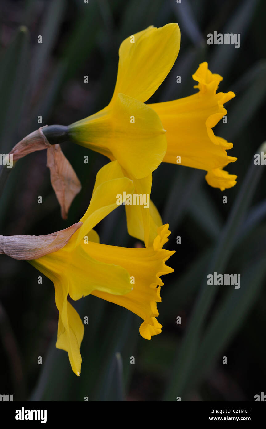 Two traditional yellow daffodil flowers in bloom UK Stock Photo Alamy