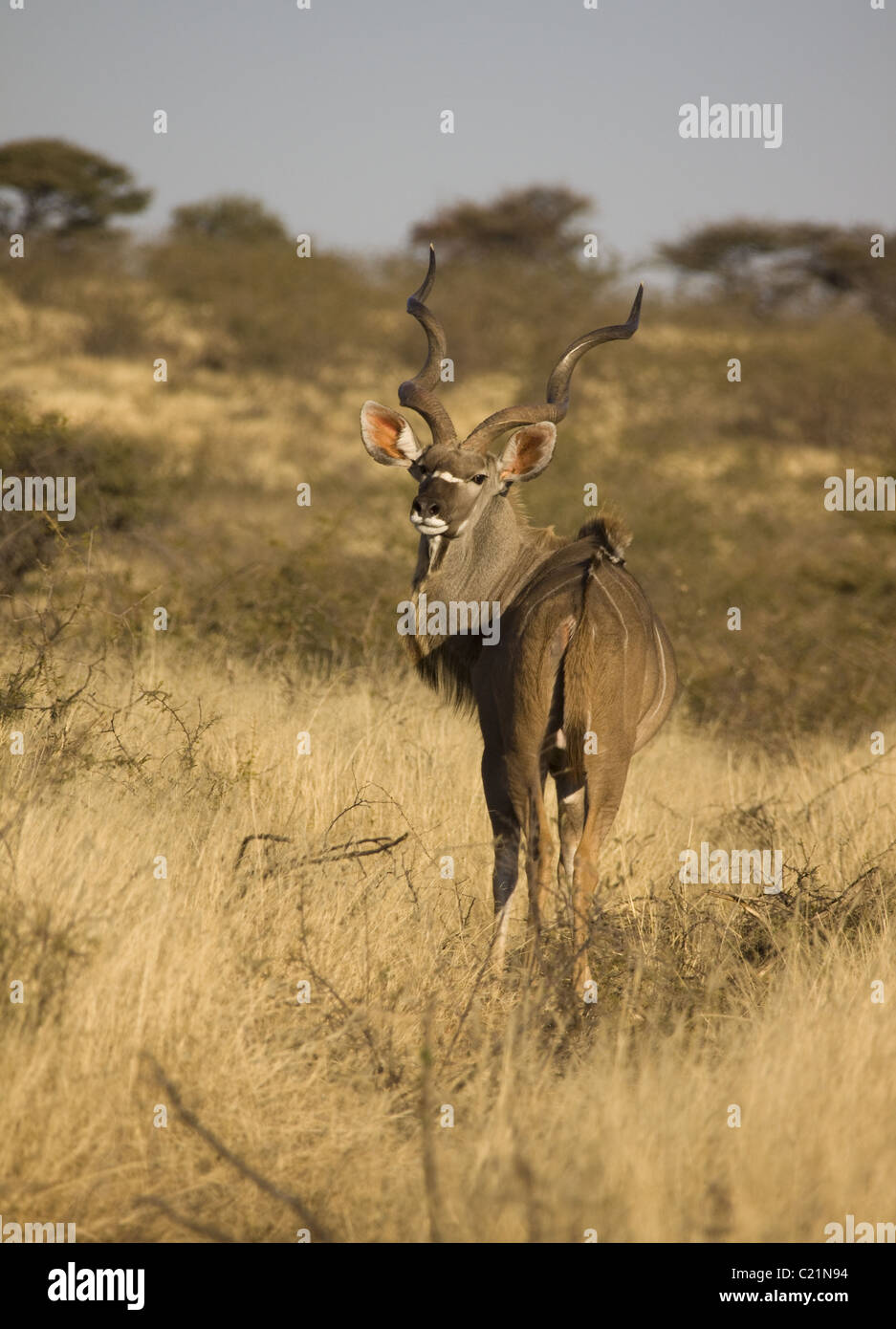 Greater Kudu Stock Photo