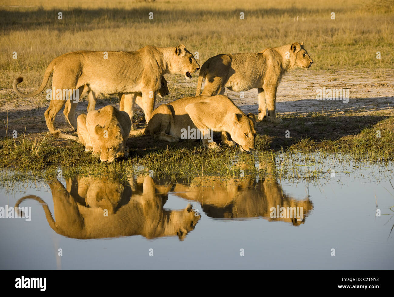 Saeugetiere mammals loewe lions afrika africa botswana hi-res stock ...