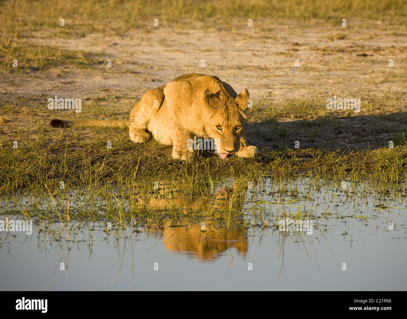 Hole animal lion not bird not drink hi-res stock photography and images -  Alamy