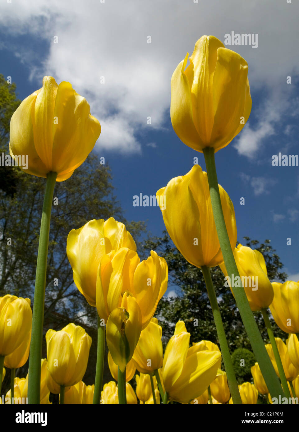 tulips yelow nature skip flowers growing spring plant petal tulipan tulipa Stock Photo