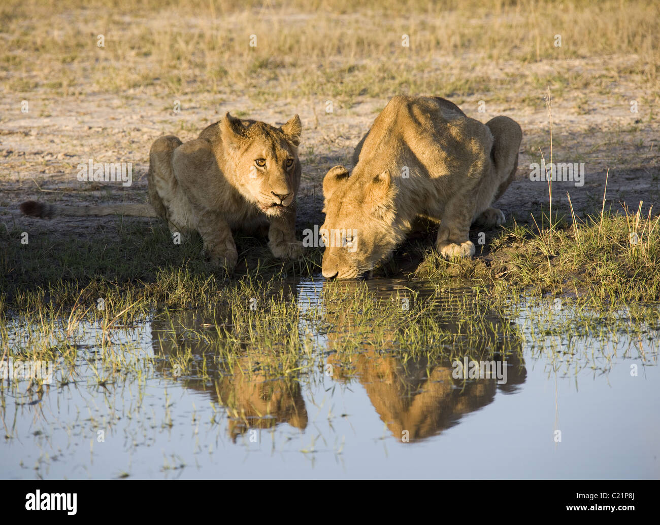 Lion at a watering hole Stock Photo