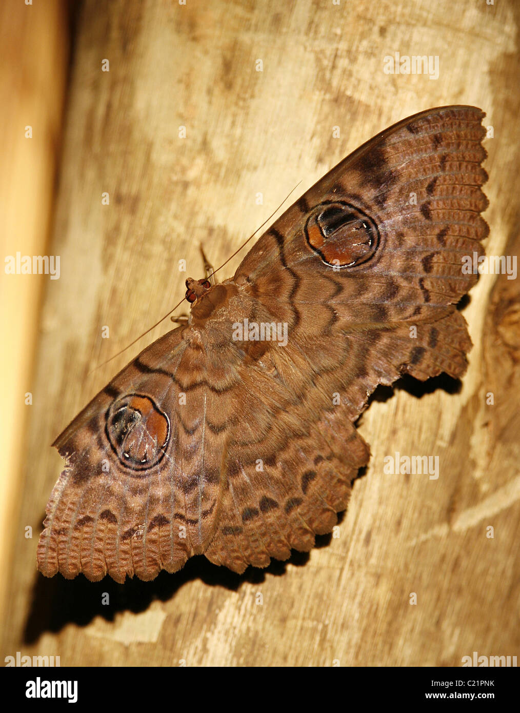 A picture of a large brown owl moth shot at Greater Kruger national park. This owl moth was about 4 inches in wingspan. Stock Photo