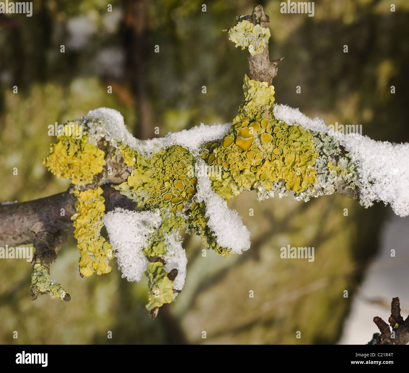 Xanthoria parietina Common Yellow Lichen growing on a small tree branch alongside other lichens Stock Photo