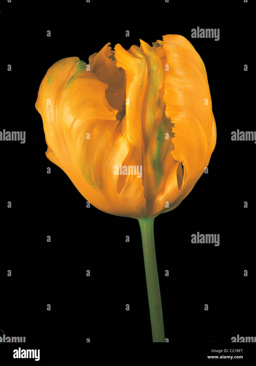 A close up portrait of the Tulip 'Texas Gold' Stock Photo Alamy