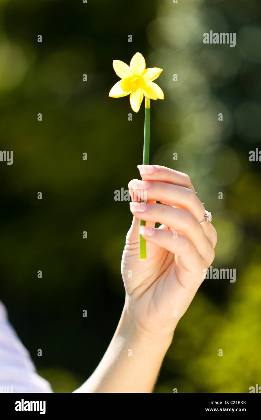 Beautiful Girl Holding Flower Stock Photos & Beautiful Girl Holding