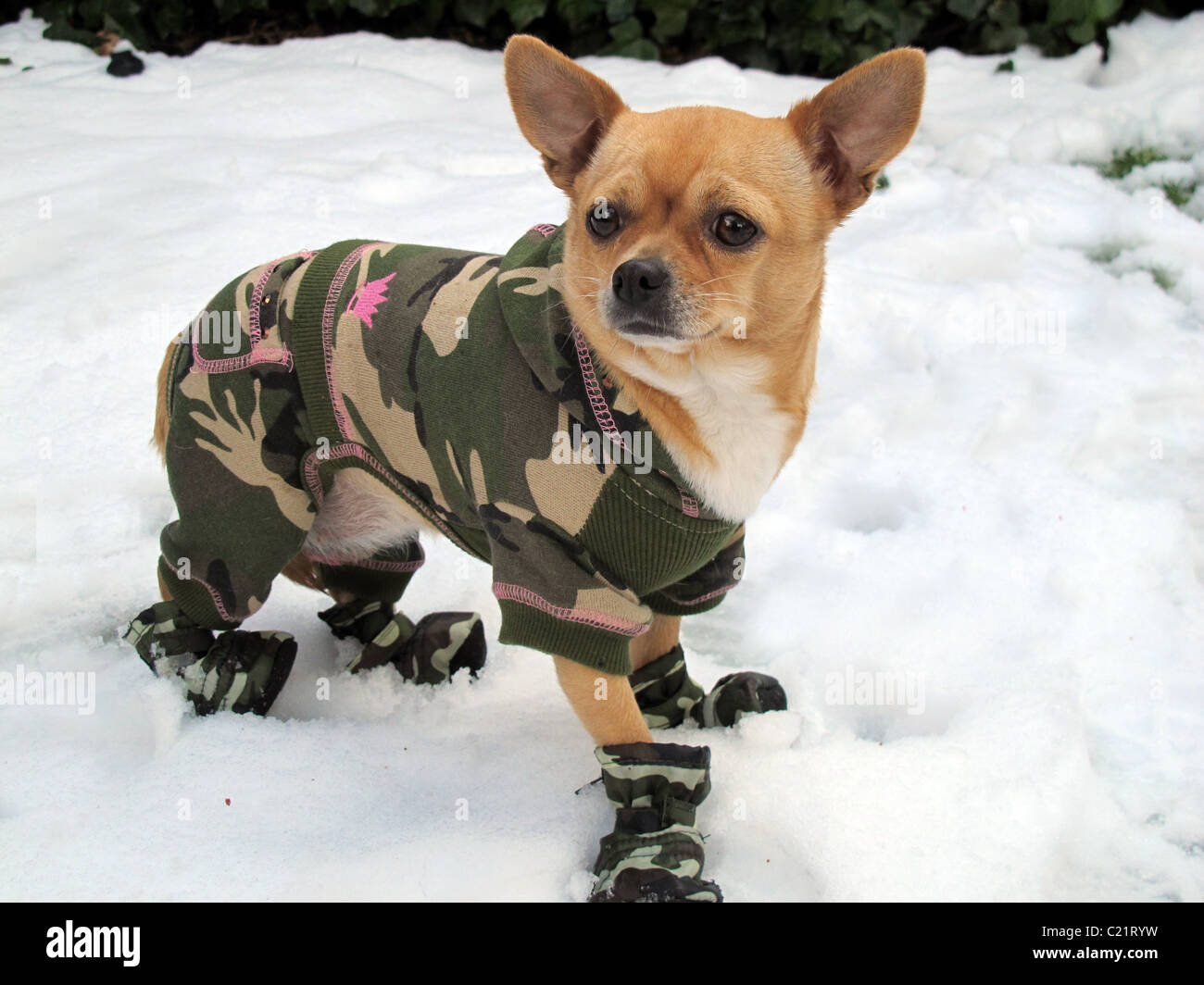 Chihuahua camouflaged in the snow Stock Photo