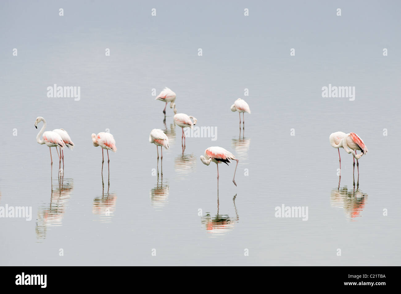 Greater Flamingo Phoenicopterus ruber at Strandfontein Sewage Works, the best birding spot in Cape Town South Africa Stock Photo