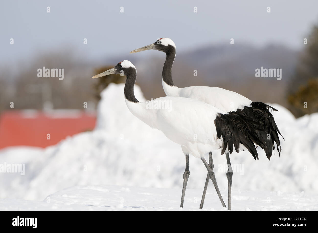 Two Red Crowned aka Japanese Cranes, Grus japonensis on a snowy field ...