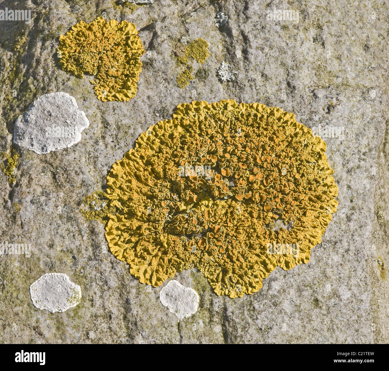 Xanthoria parietina Common Yellow Lichen growing on a stone wall alongside another lichen species Stock Photo