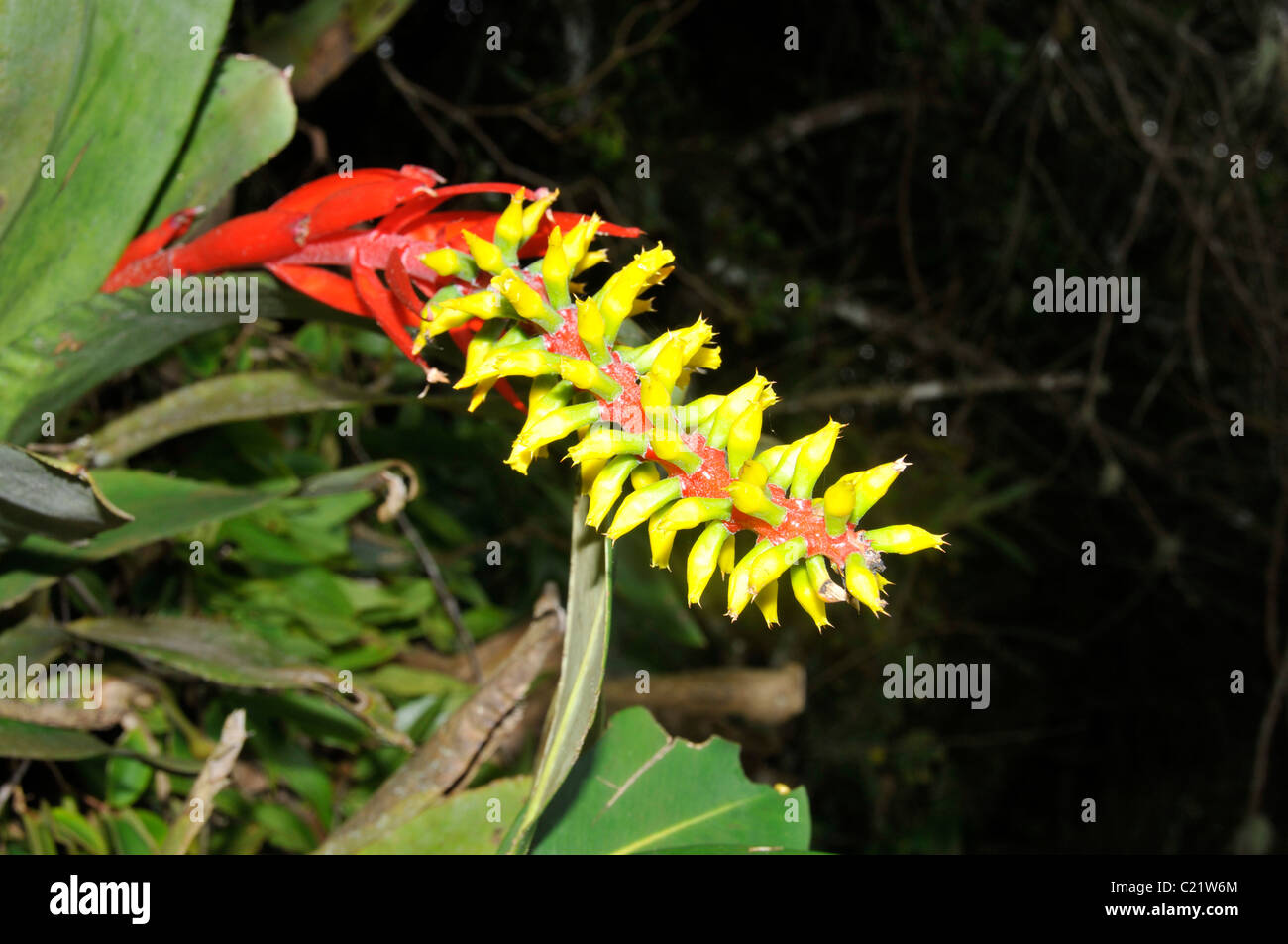 Orchid at Fortress Hill, Mel Island, Paranagua, Parana, Brazil, South Atlantic Stock Photo