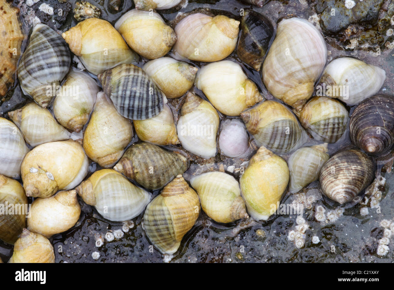 Edible periwinkle (Littorina littorea) group, Northumberland, England