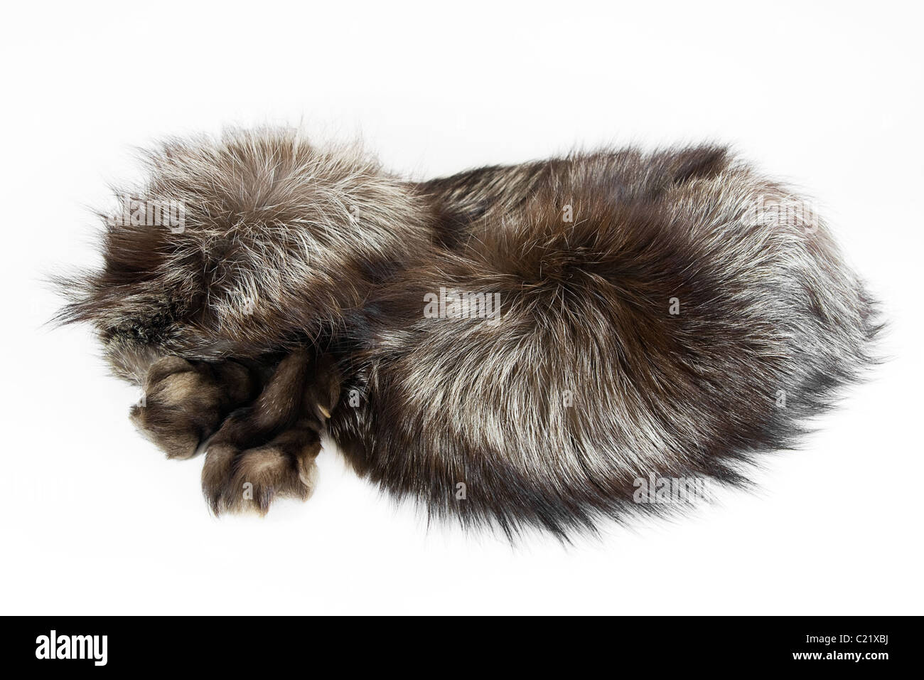 The collar of silver fox pelts with paws Protection of wildlife Stock