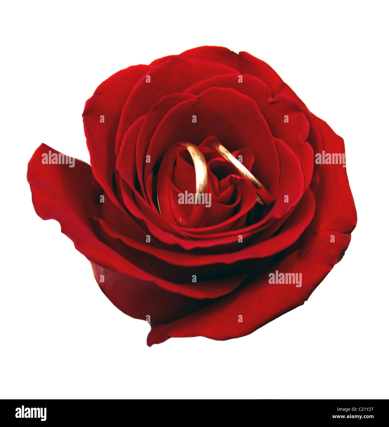 rose and wedding rings isolated on white background Stock Photo - Alamy