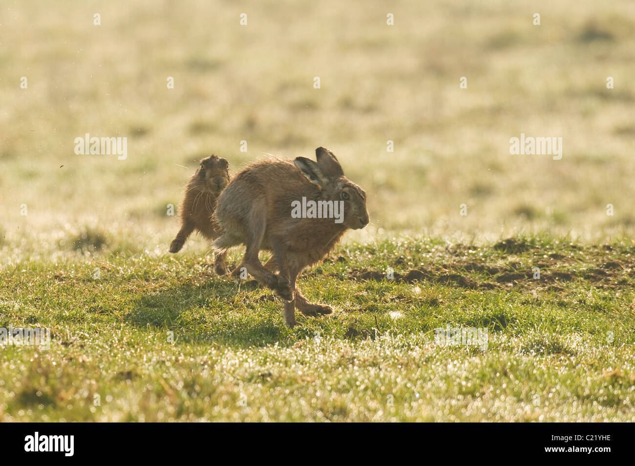 Brown hare (Lepus europaeus) Elmley marshes RSPB reserve, Kent, UK Stock Photo