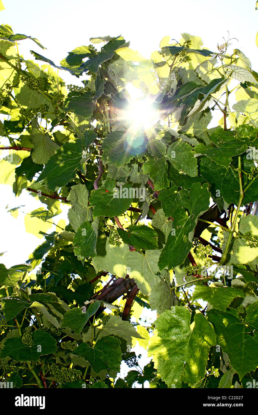 sun lighting through the leaves of vine Stock Photo Alamy