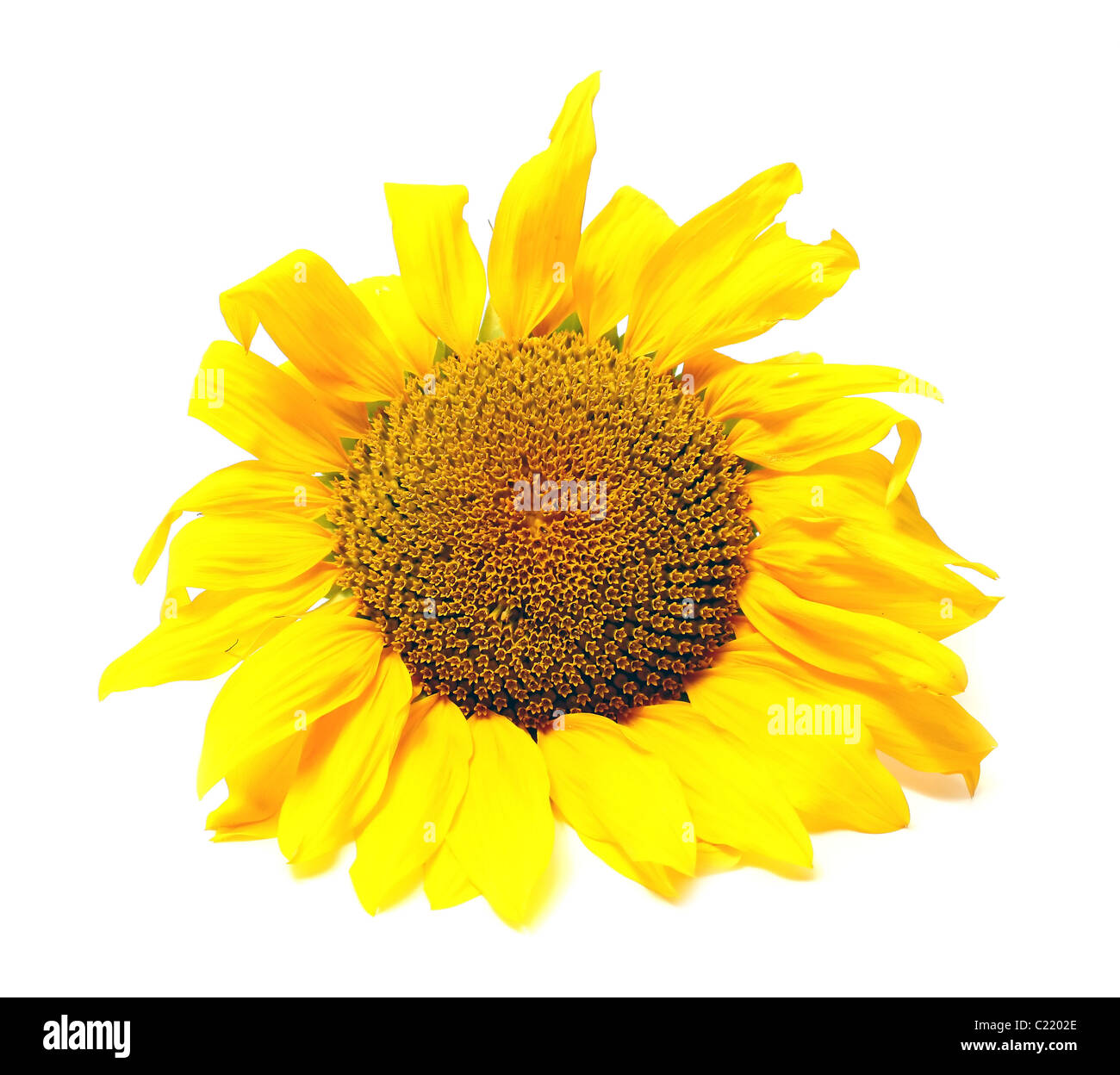 yellow sunflower isolated on white background Stock Photo - Alamy