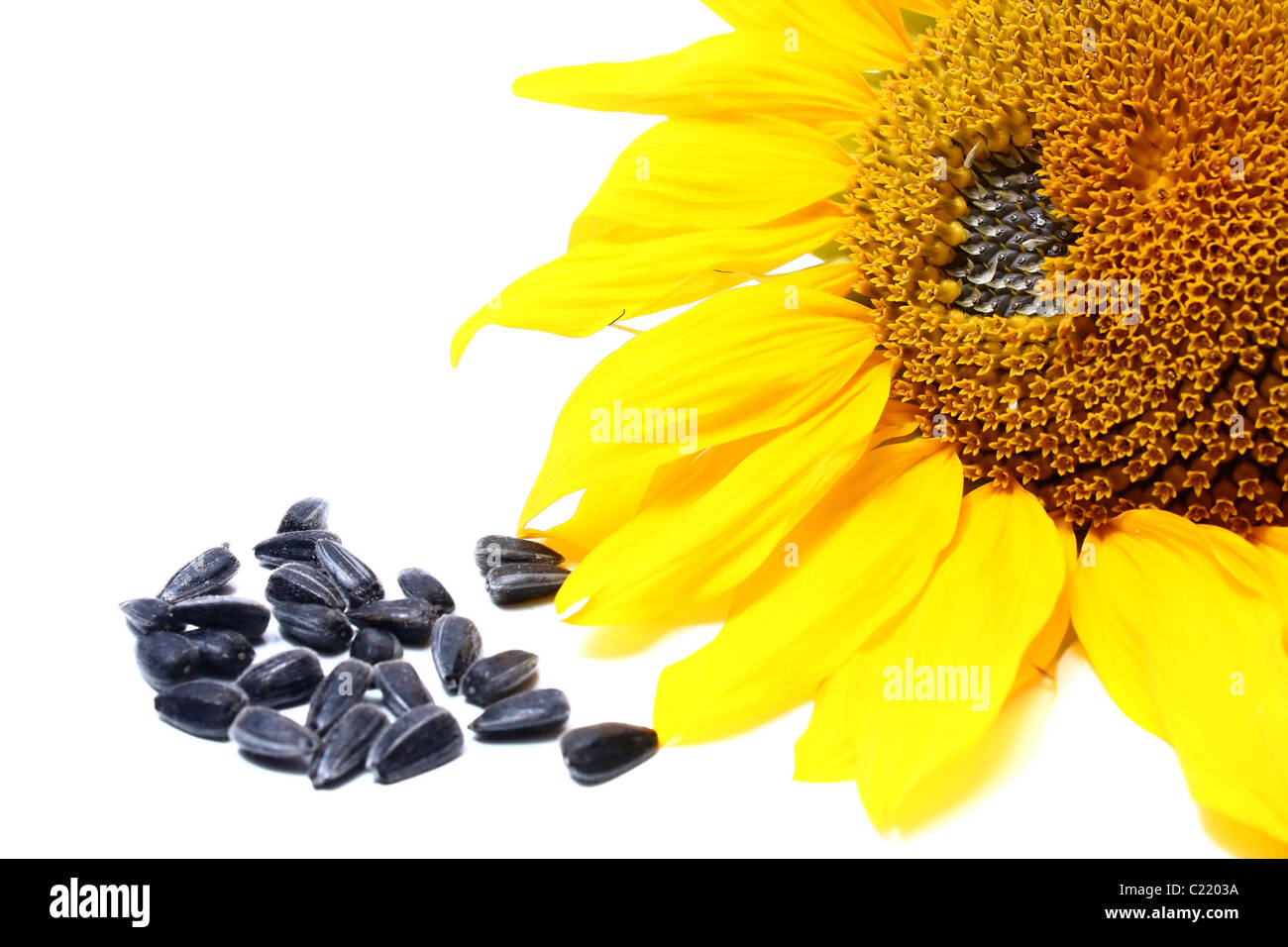yellow sunflower isolated on white background Stock Photo - Alamy