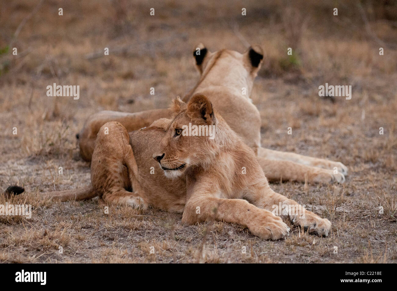 Lion (Panthera leo), Masai Mara, Kenya Stock Photo - Alamy