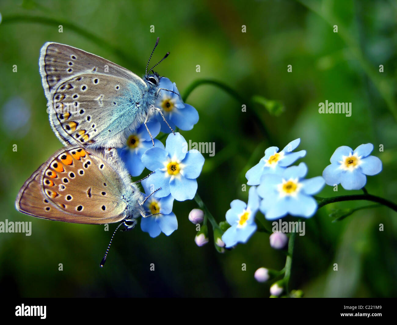 Common Blue butterflies in love on Forget-me-not flower (Myosotis arvensis) - valentine day Stock Photo