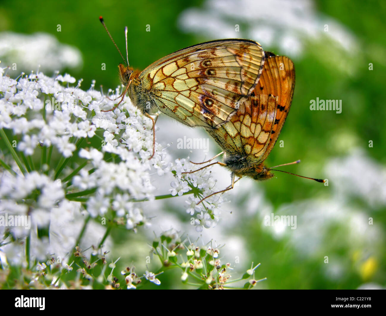 Lesser Marbled Fritillary - Brenthis ino   mating butterflies on the spring meadow Stock Photo