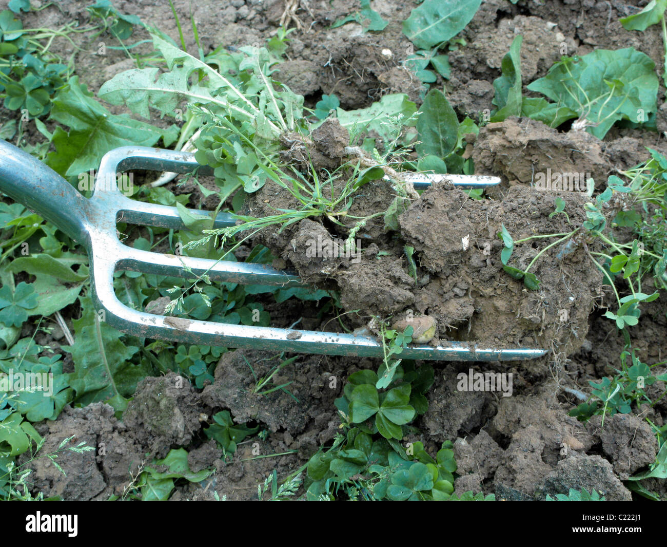 digging the weeds out the soil with a garden fork (gardening task Stock Photo Alamy