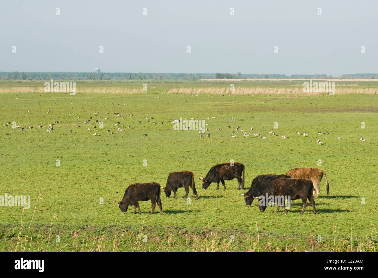 Heck cattle (Bos taurus) Oostvaardersplassen, Netherlands Stock Photo