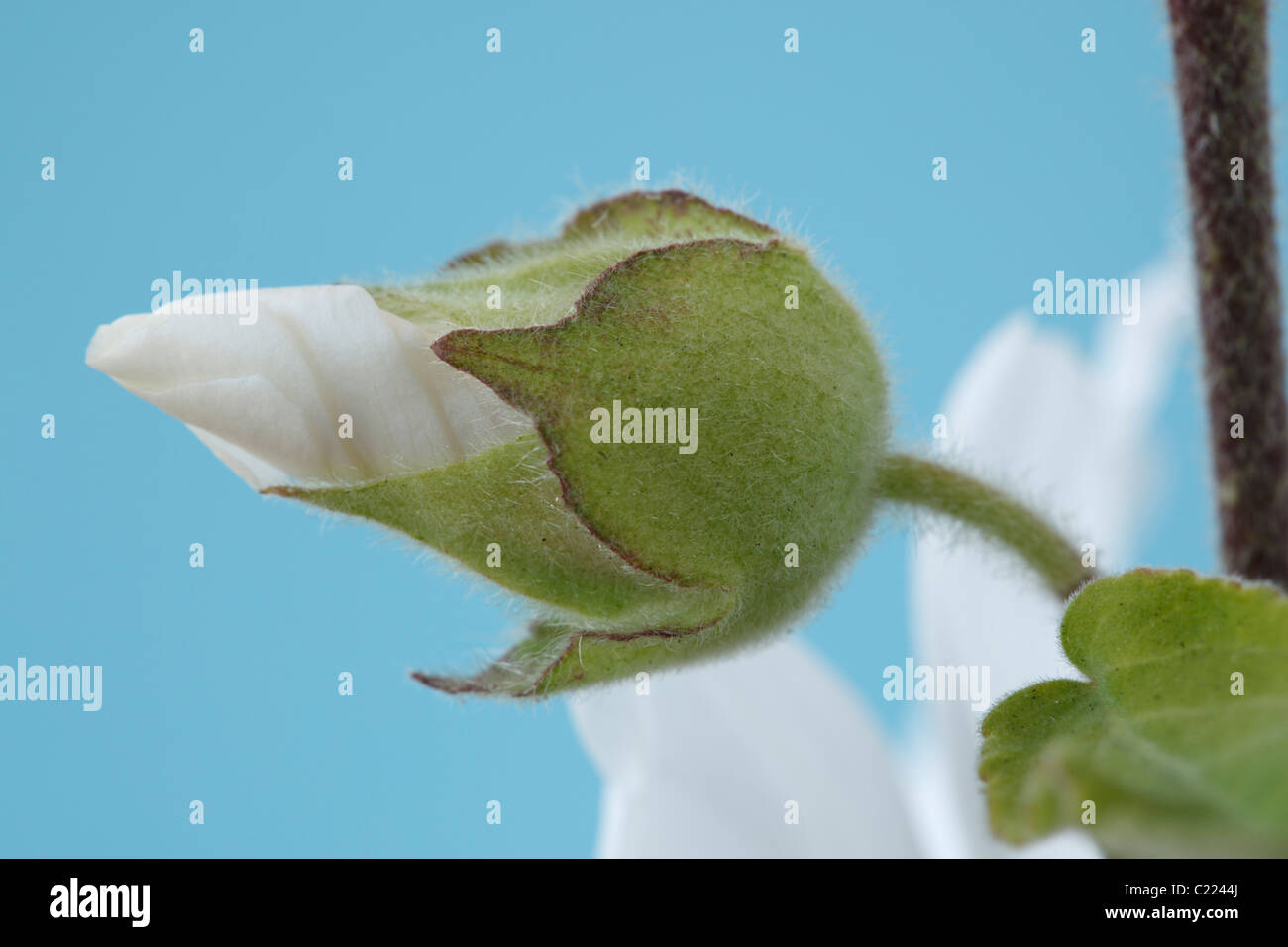 Lavatera × clementii 'Barnsley' Mallow Flower bud June Stock Photo