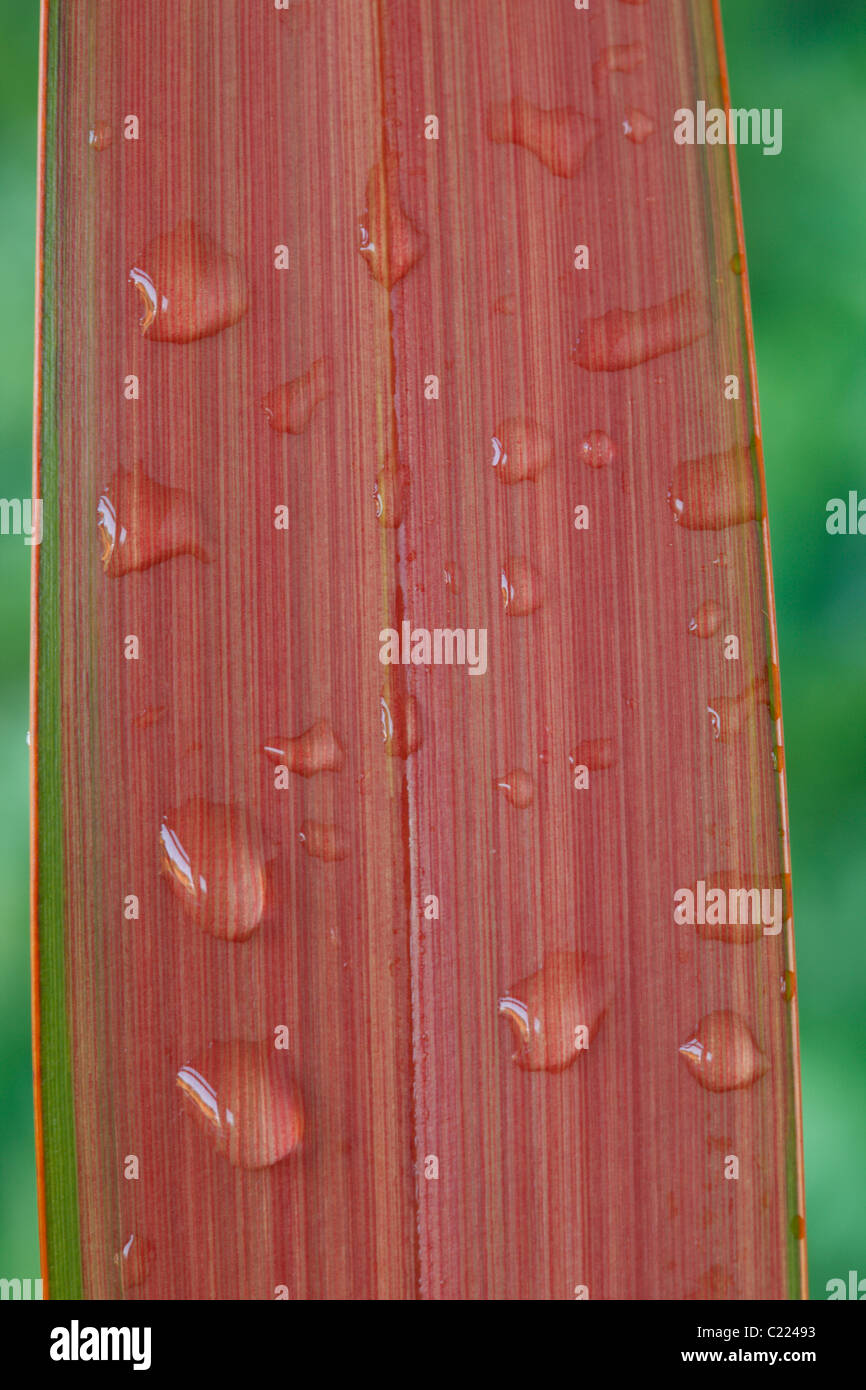 Phormium 'Jester' New Zealand flax Water drops on leaves June Stock