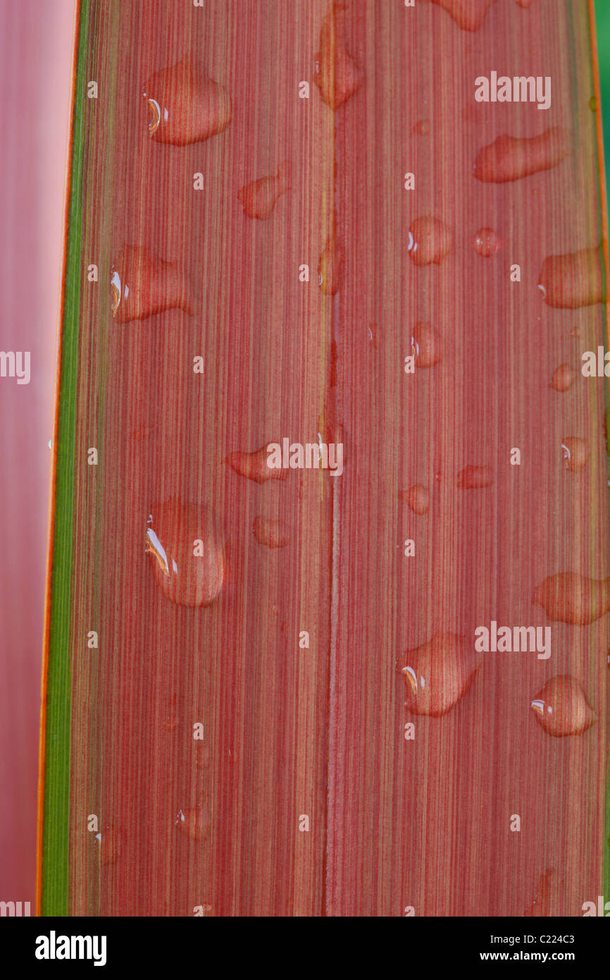 Phormium 'Jester' New Zealand flax Water drops on leaves June Stock
