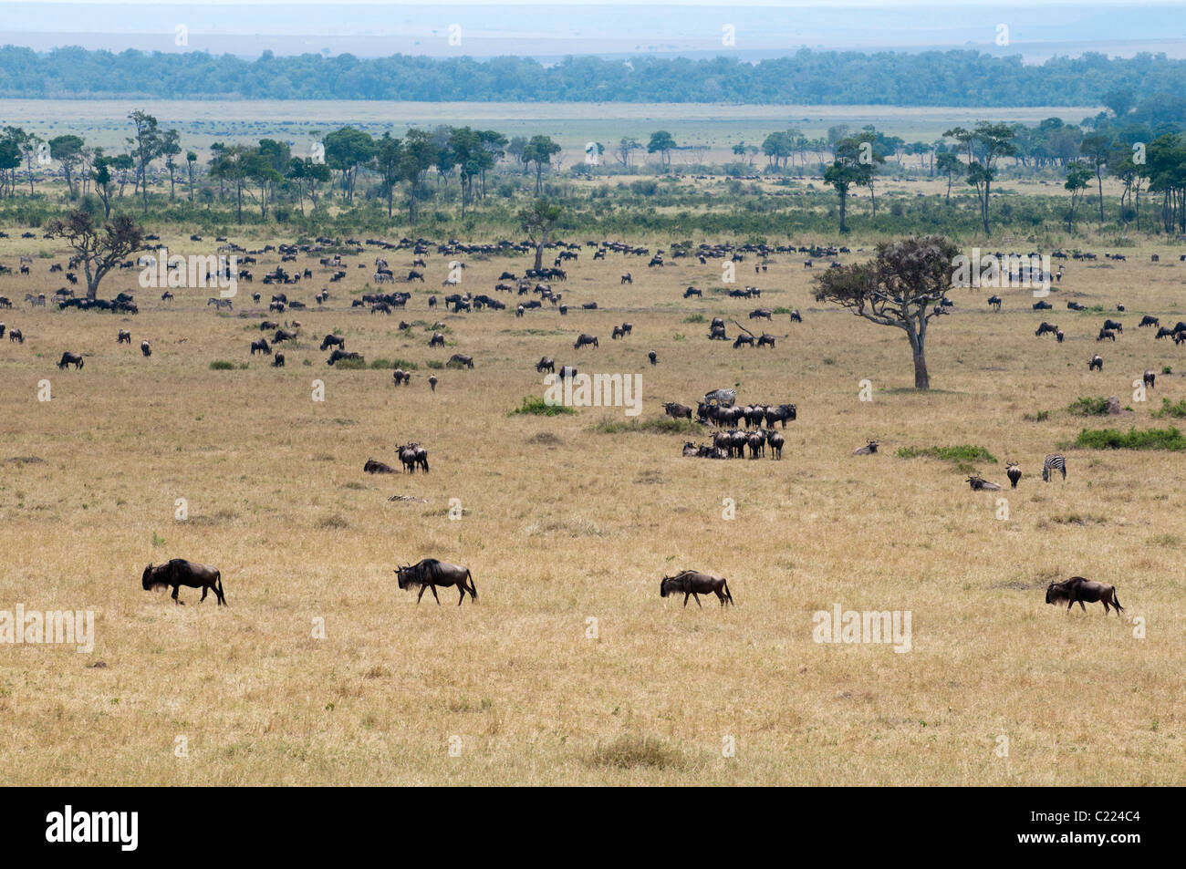 Wildebeest (Connochaetes taurinus) and Zebra (Equus quagga), Masai Mara, Kenya. Stock Photo