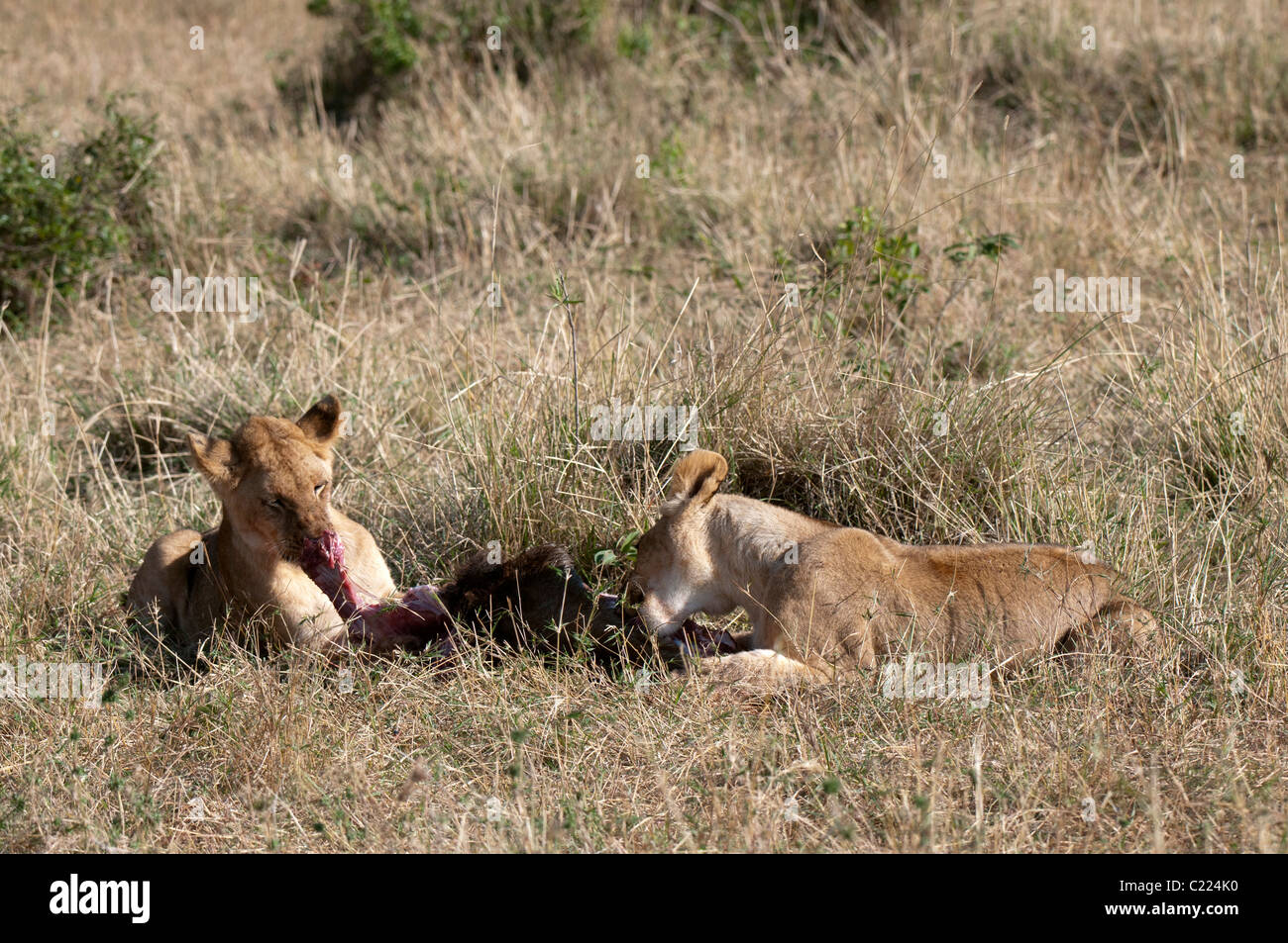 Lion (Panthera leo), Masai Mara, Kenya Stock Photo - Alamy
