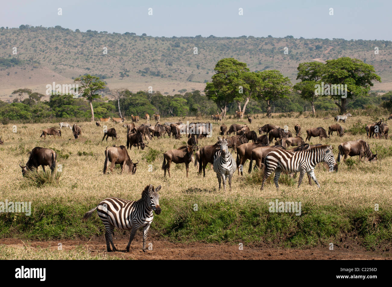 Wildebeest (Connochaetes taurinus) and Zebra (Equus quagga), Masai Mara, Kenya. Stock Photo