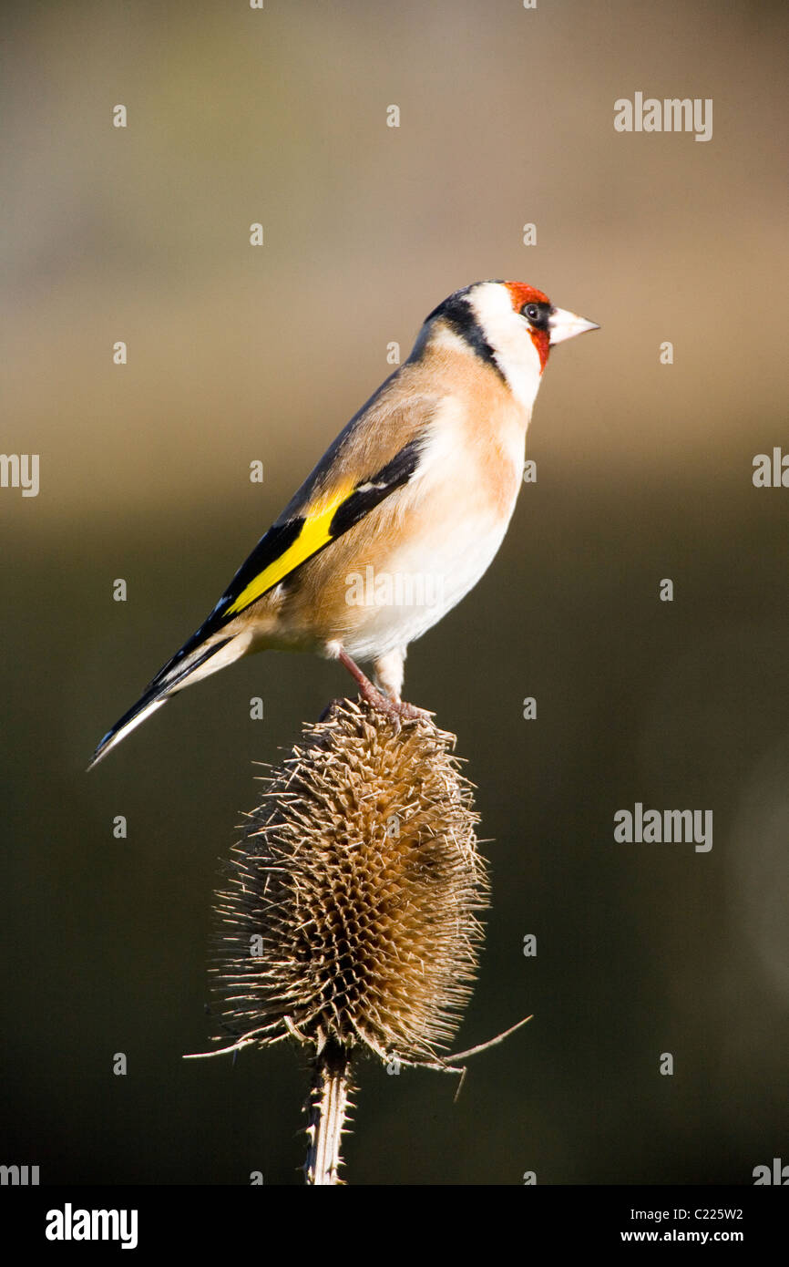Goldfinch on a teasel Stock Photo - Alamy