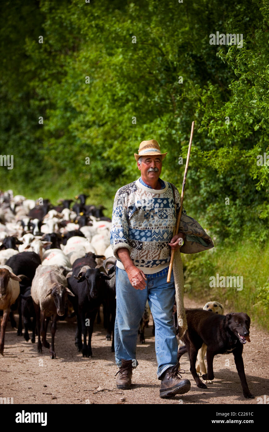 Shepherd Leading His Flock Hi-res Stock Photography And Images - Alamy