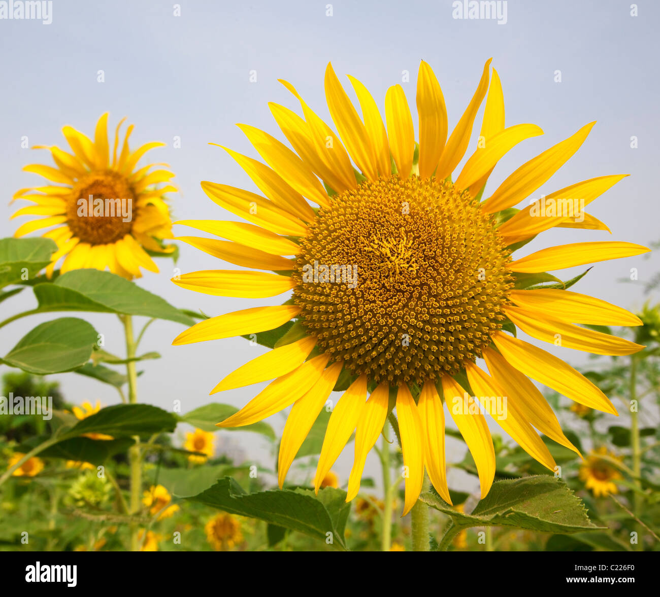 beautiful sunflower in the garden Stock Photo