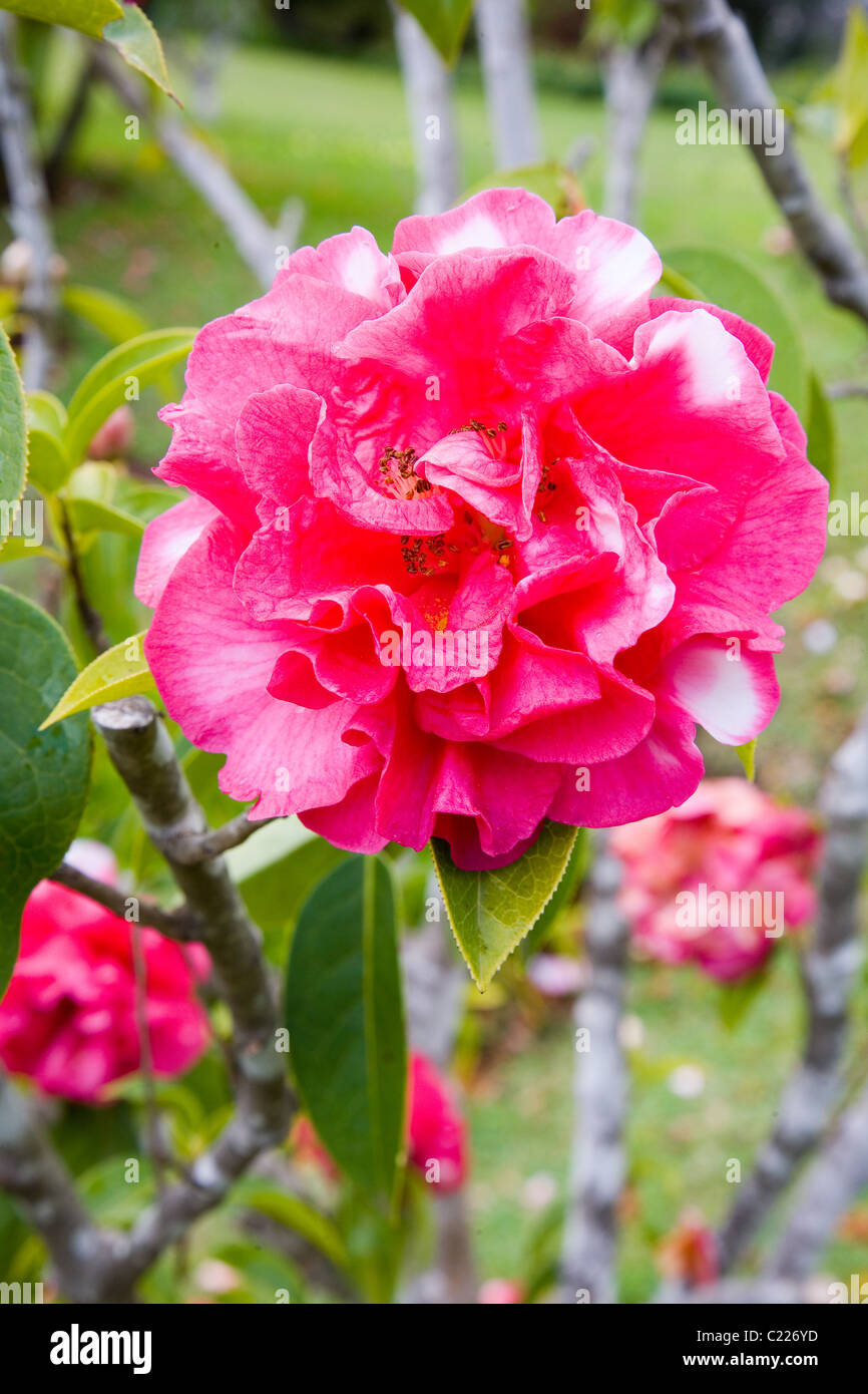 Camellia reticulata shizitou lionhead flowering in Blandy's garden on the island of Madeira Stock Photo