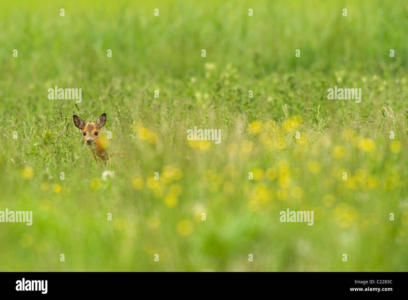 Roe Deer (Capreolus capreolus) Hollandse Hout Forest, Netherlands Stock Photo