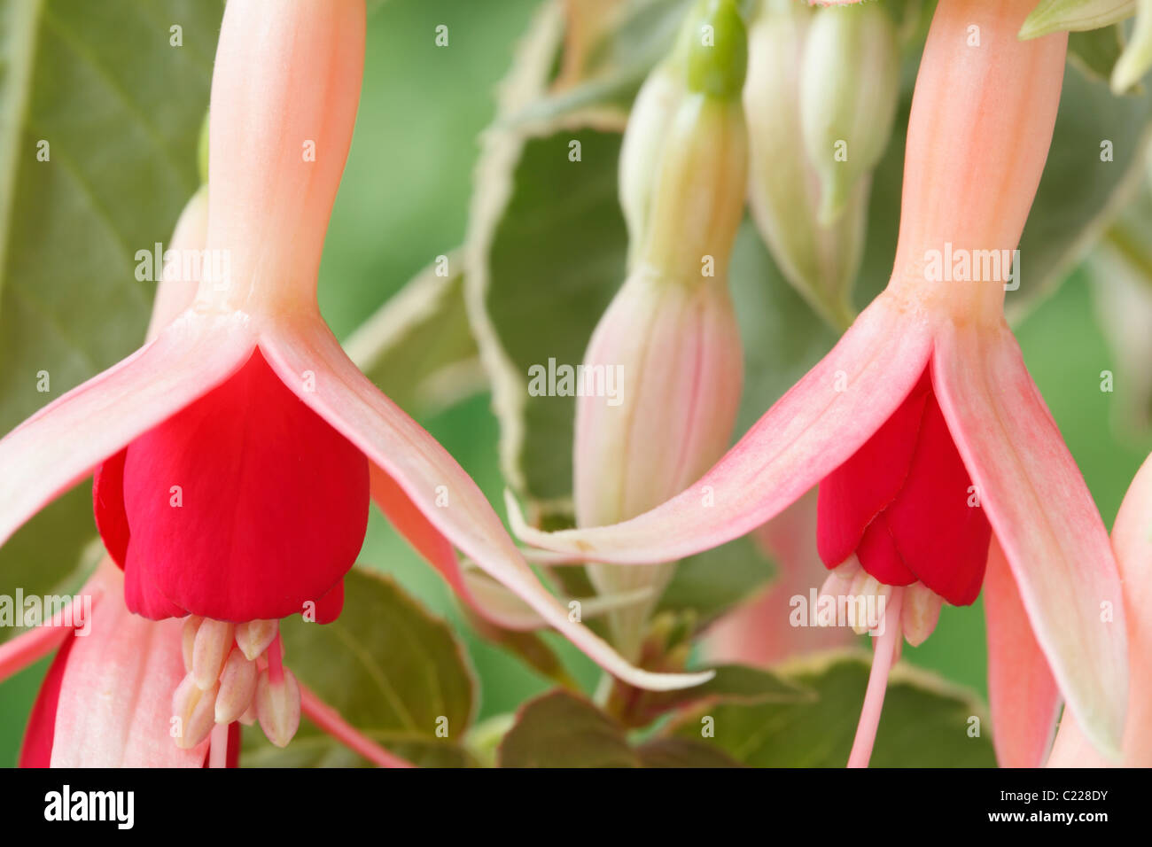 Rosemarie hires stock photography and images Alamy