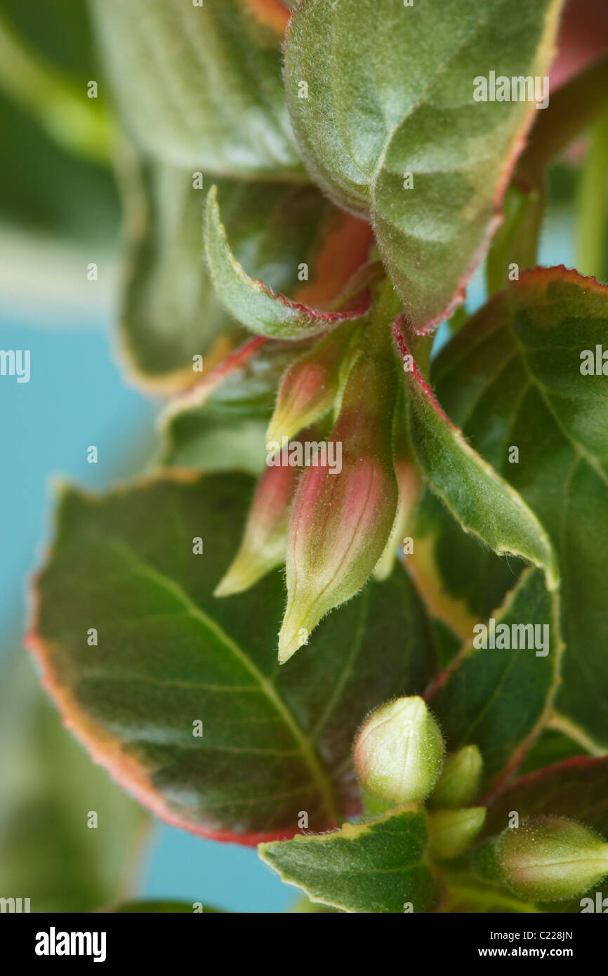 Fuchsia 'Rosemarie Higham' Flower buds and variegated leaves July Stock Photo