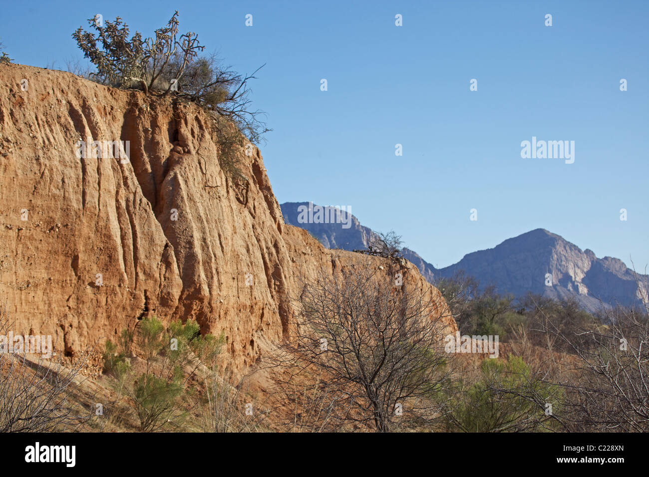 Sonoran Desert  Winter Hibernation Site  of Western Diamond-backed Rattlesnake(s) - (Crotalus atrox) - Arizona Stock Photo