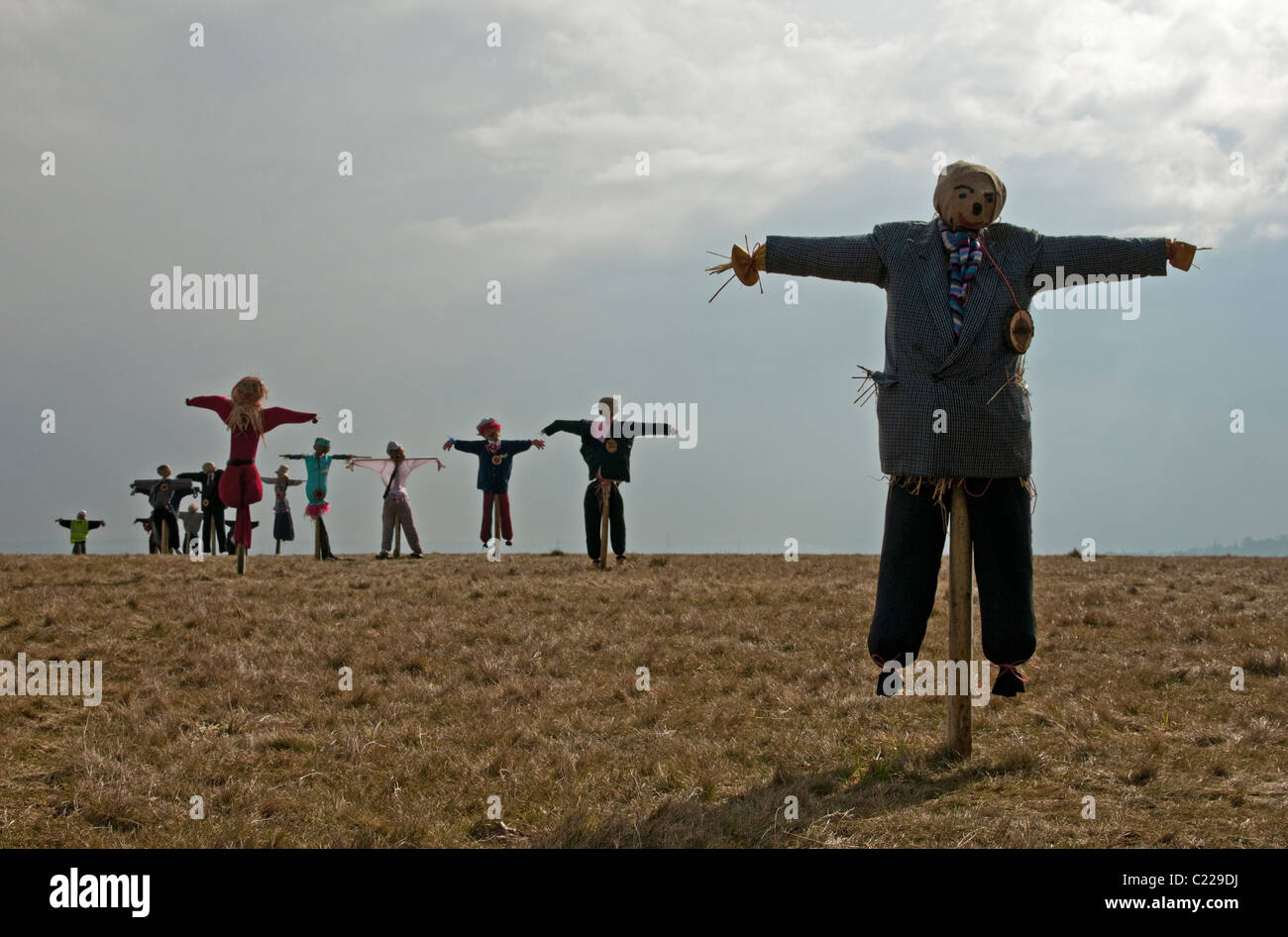 Field of multiple scarecrows. Stock Photo